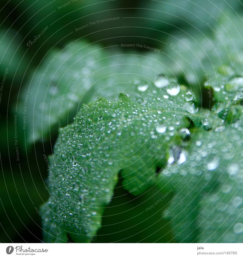 glitzerwald II Wassertropfen Tropfen Regen Gewitter Pflanze Leben Durst gießen Romantik schön harmonisch Blatt feucht nass glänzend Herbst water wet rain