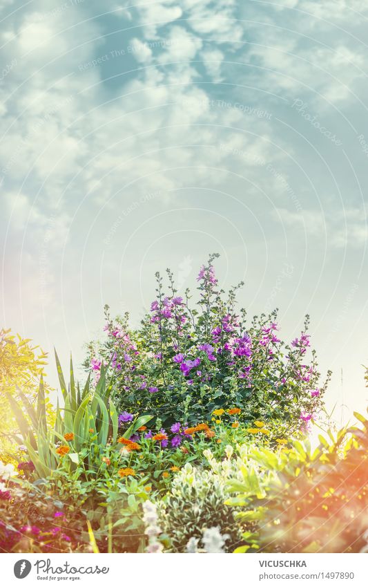 Sommer Garden mit Blumenbett Design Garten Dekoration & Verzierung Natur Pflanze Himmel Sonnenlicht Frühling Herbst Schönes Wetter Gras Sträucher Blatt Blüte