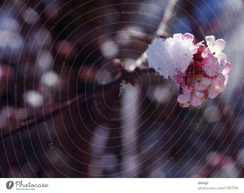 schmelzt bereits Schnee Blume Blüte kalt Winter rosa Pflanze Frühling schmelzen kälteeinbruch wintereinbruch wärmeeinbruch