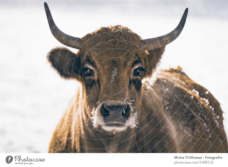 Frostig Winter Schnee Landwirtschaft Forstwirtschaft Natur Tier Klima Eis Fell Nutztier Kuh Tiergesicht 1 atmen beobachten Fressen füttern Blick stehen kalt nah