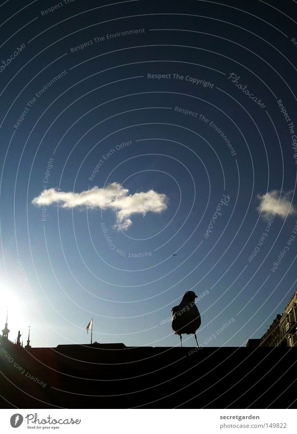 auf der mauer, auf der lauer... Möwe Binnenalster Alster Himmel Mauer Schatten Silhouette Sonne Wolken Haus Turmspitze Vogel Tier beobachten Schönes Wetter