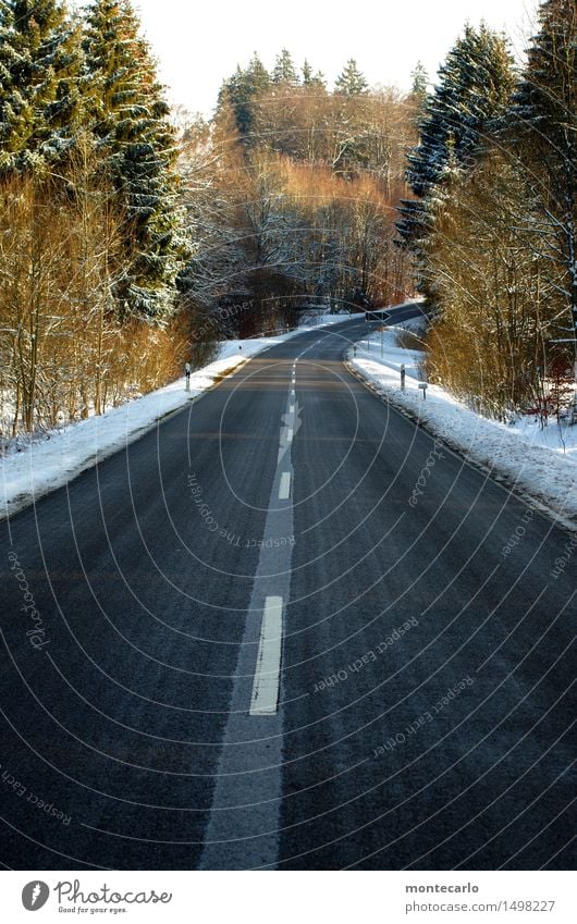 middle of the road Landschaft Erde Luft Winter Klima Schönes Wetter Schnee Pflanze Baum Blatt Grünpflanze Wildpflanze Wald Verkehrswege Straße Verkehrszeichen