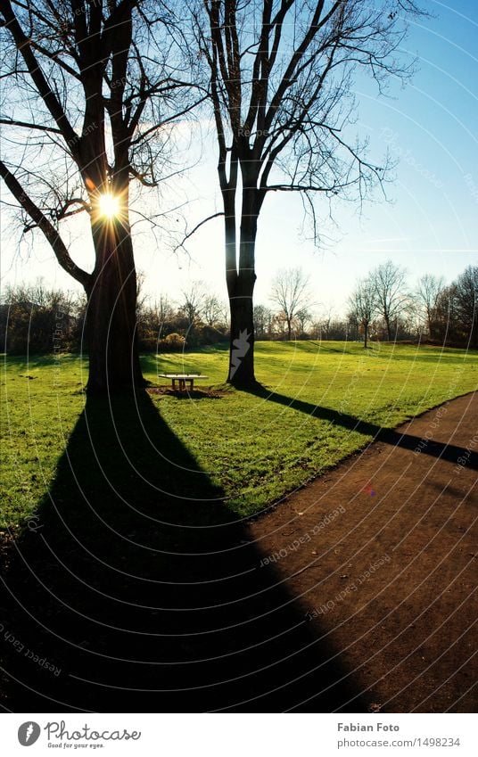 Licht & Schatten Natur Sonne Herbst Baum Park Wiese Feld Holz Überraschung träumen Schattenspiel Lichtspiel Lichtpunkt Lichtblick Farbfoto Tag