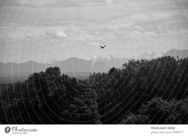 Heimatlandblick mit Greifvogel - - - harmonisch Wohlgefühl Ferien & Urlaub & Reisen Ausflug Ferne Freiheit Berge u. Gebirge wandern Natur Landschaft Pflanze