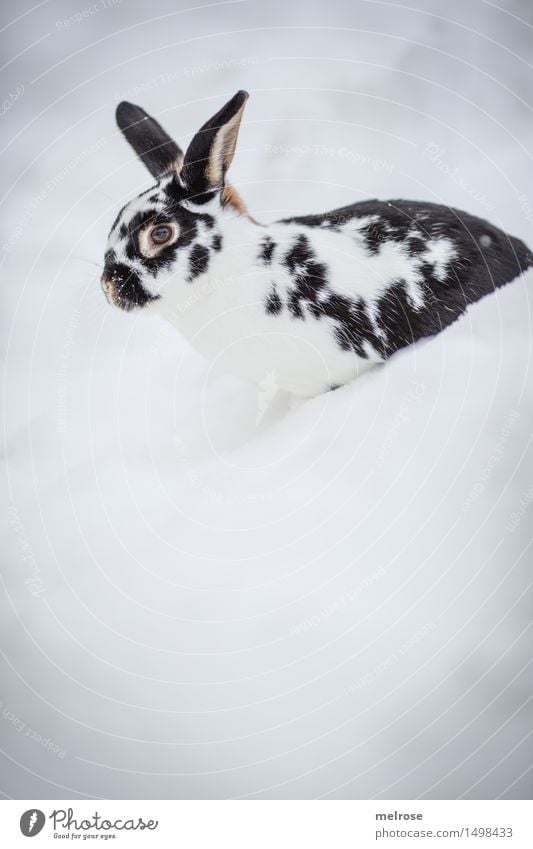 Quereinsteiger Stil Haustier Tiergesicht Fell Zwergkaninchen Hase & Kaninchen Nagetiere Säugetier Hasenohren Schnauze 1 Schneehase Erholung sitzen