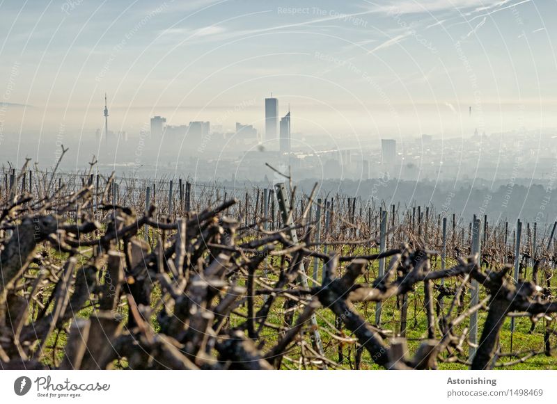 die Stadt im Hintergrund Umwelt Natur Landschaft Pflanze Luft Himmel Wolken Horizont Wetter Nebel Gras Sträucher Hügel Wien Österreich Hauptstadt Stadtzentrum