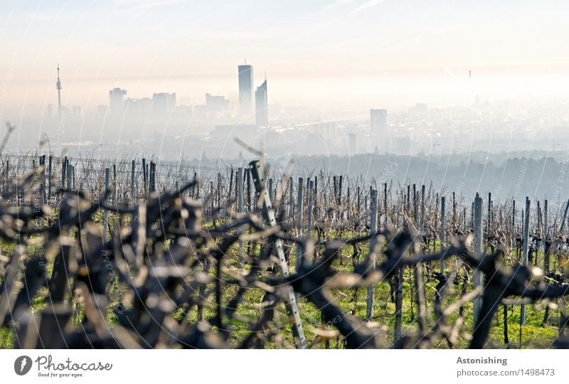 die Stadt im Hintergrund II Umwelt Natur Landschaft Luft Himmel Wolken Horizont Wetter Schönes Wetter Nebel Pflanze Gras Sträucher Hügel Wien Österreich