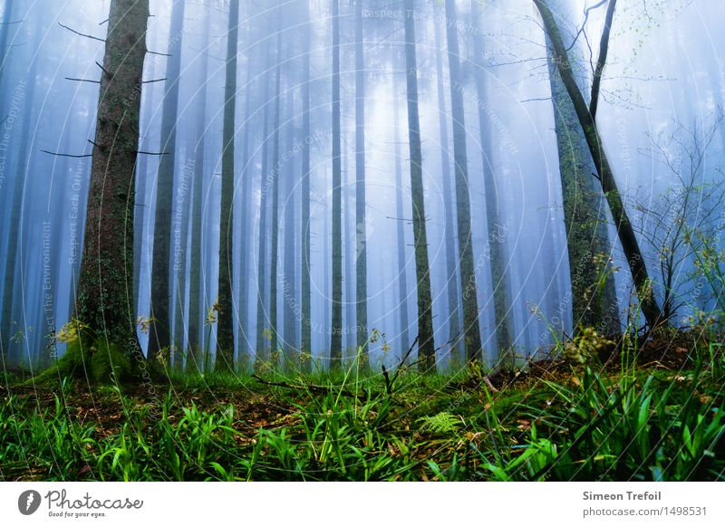 Zum Licht Tourismus Ausflug Expedition Tier Luft Himmel Herbst Klima Wetter Nebel Regen Moos Farn Wald Wachstum bedrohlich gruselig kalt nass demütig