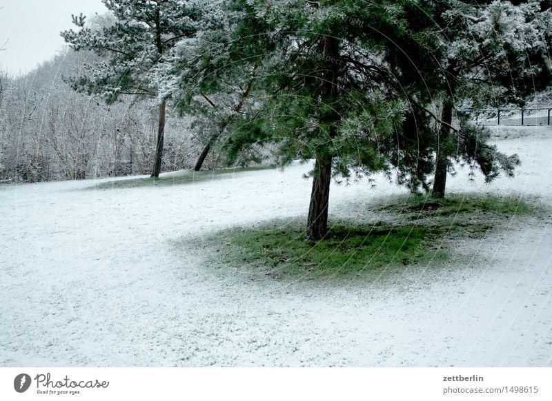 Neuschnee Berlin kalt Landschaft Menschenleer Schnee Schneefall Schneedecke Tauwetter Winter Park Wiese Rasen Baum Nadelbaum Weihnachtsbaum Textfreiraum weiß