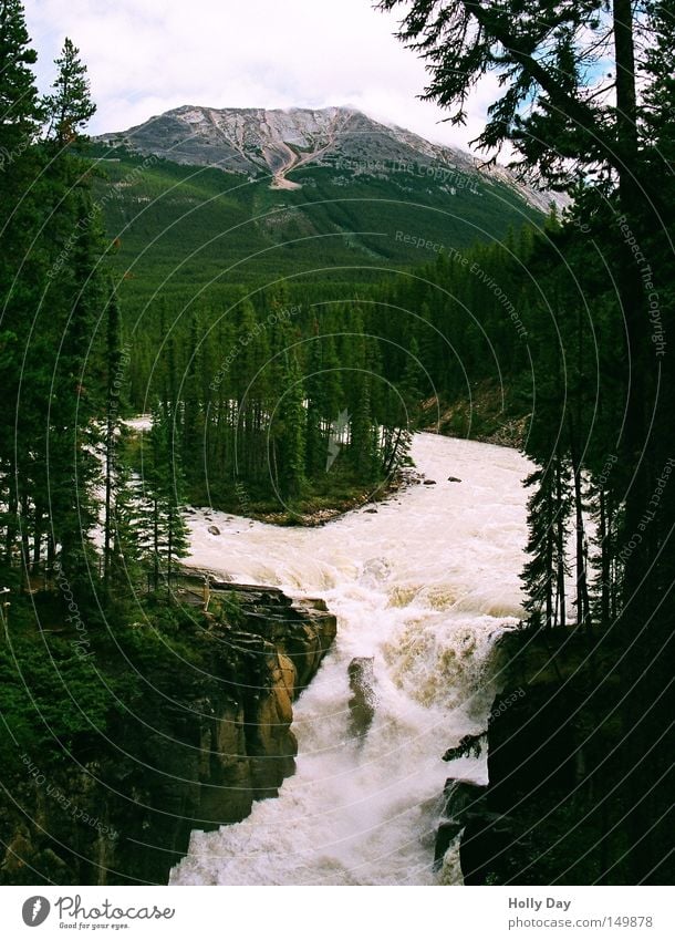 Sunwapta Falls Wasser Wasserfall Fluss Insel Felsen Schlucht eng schmal tosend Wassermassen Kanada Jasper Baum Wald Rocky Mountains Nordamerika