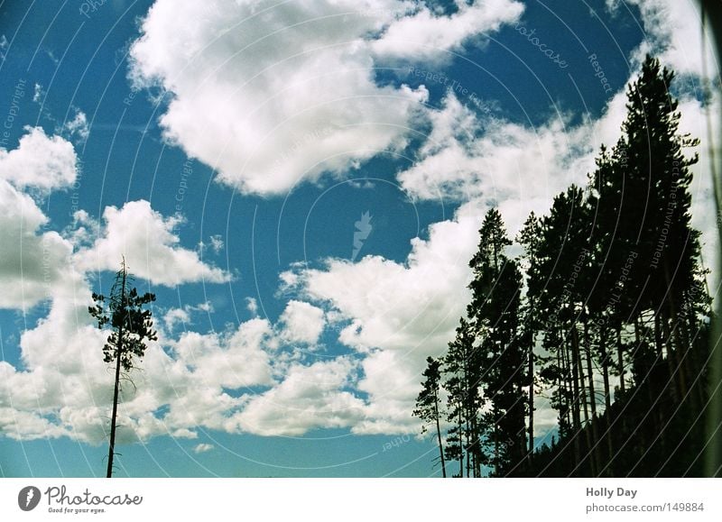 Außenseiter Baum Wolken Himmel weiß Watte einzeln Wäldchen Wald Silhouette dunkel Schatten Gegenlicht blau Tanne Zeder Kiefer Zypresse Nadelbaum hell schwarz