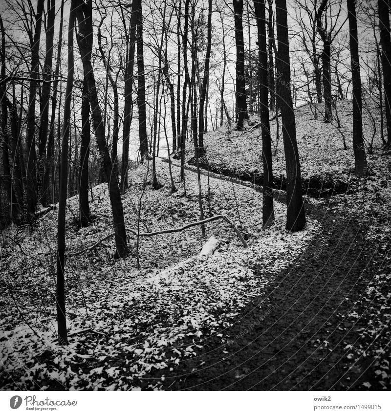 Winterwaldweg Umwelt Natur Landschaft Pflanze Klima Schönes Wetter Eis Frost Schnee Baum karg kahl Blatt Laubwald ruhig Wege & Pfade Fußweg hoch geduldig Idylle