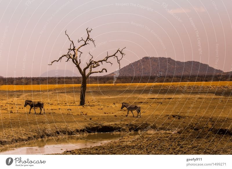 AFRIKA Umwelt Natur Landschaft Erde Sand Wasser Sonnenlicht Frühling Sommer Schönes Wetter Wärme Dürre Baum Hügel Wüste Steppe Steppenzebra Tier Wildtier Fährte