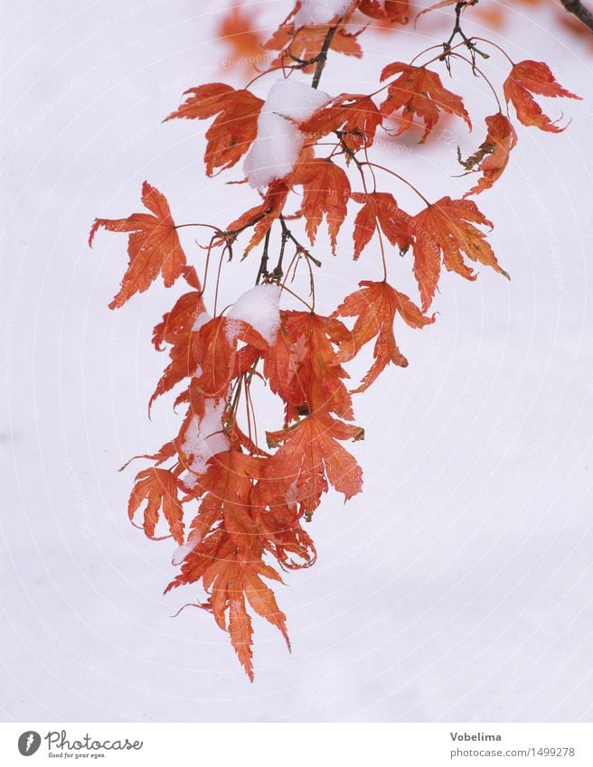 Ahornblätter im Winter Pflanze Schnee Baum Blatt Garten Park Wald hängen kalt braun gelb rot weiß Ahornlaub Raureif Eis Ast Januar Februar Zweig Botanik