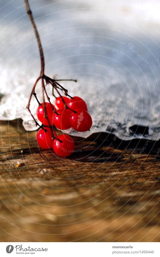 winterbeeren Umwelt Natur Pflanze Winter Klima Schönes Wetter Schnee Sträucher Blüte Wildpflanze Beeren Beerensträucher Holz dünn authentisch einfach frisch