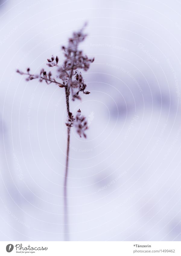 schneezart III Natur Pflanze Winter Eis Frost Schnee Blume Garten Park ästhetisch schön einzigartig kalt natürlich trocken achtsam ruhig fein Farbfoto