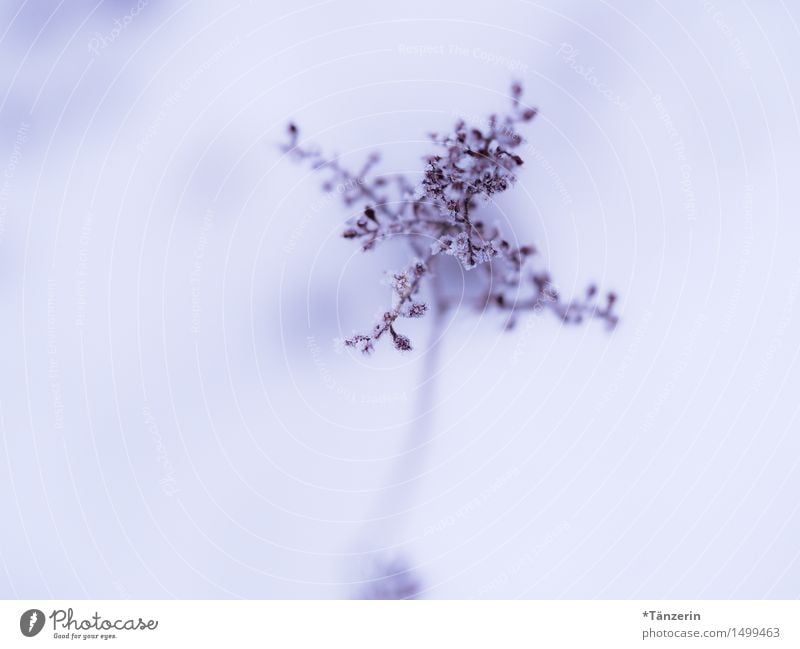 schneezart II Natur Pflanze Winter Blume Blüte Garten Park ästhetisch schön einzigartig kalt natürlich violett weiß achtsam fein Farbfoto Gedeckte Farben