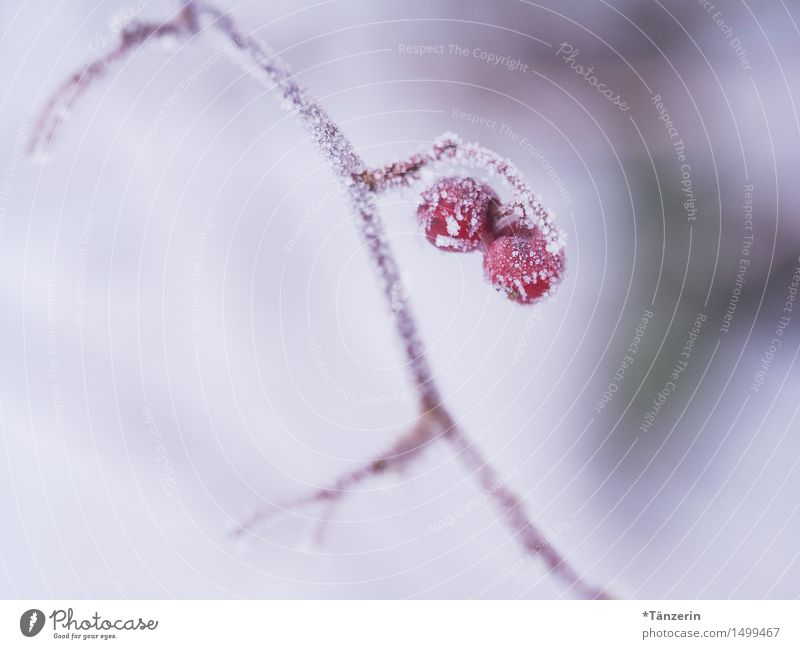 Winterpastell Natur Pflanze schlechtes Wetter Eis Frost Schnee Sträucher Park ästhetisch kalt schön rot weiß Beeren Farbfoto mehrfarbig Außenaufnahme