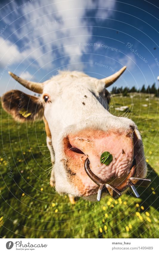 modischer Stier Ferien & Urlaub & Reisen Tourismus Ausflug Abenteuer Sommer Sommerurlaub Berge u. Gebirge wandern Natur Wiese Tier Nutztier Kuh 1 Freude Glück