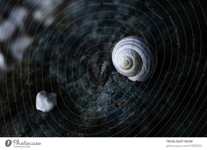 Nature Morte Urelemente Herbst Winter Felsen Gipfel Riff Tier Wildtier Schnecke Muschel Schneckenhaus Zeichen Ornament Linie Spirale einfach Erotik rund feminin