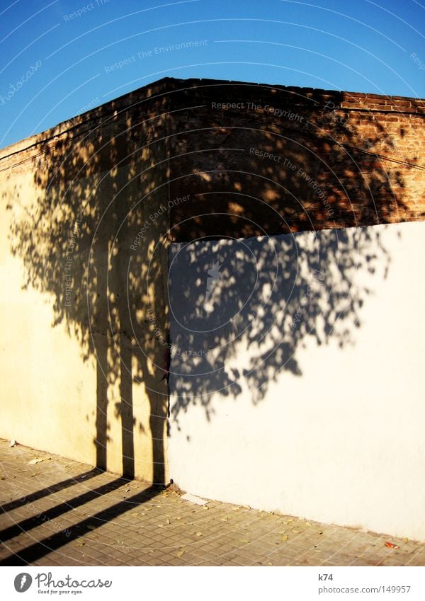 o.T. Baum Baumkrone Schatten Licht hell Himmel blau Wand Mauer Baumstamm Ecke Stadt Straße Bürgersteig Blatt scheckig geschnitten Anschnitt Verkehrswege