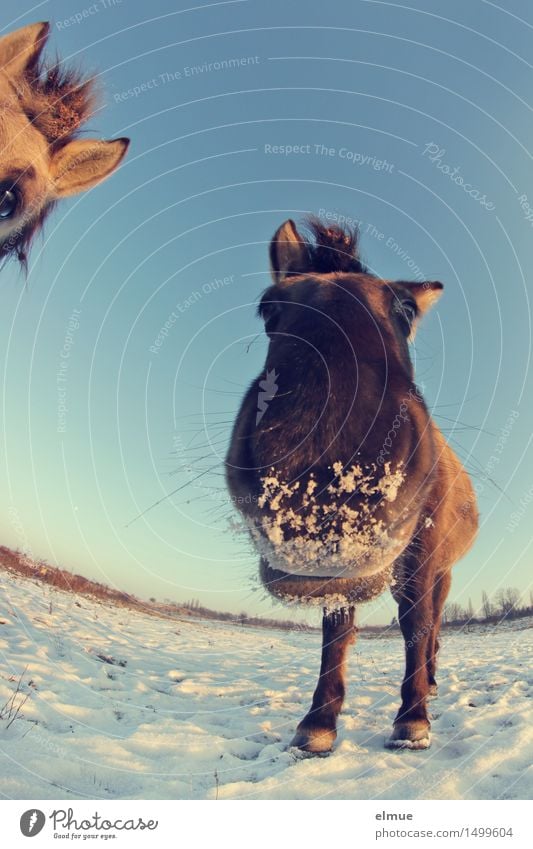 Happy horses (1) Himmel Sonne Winter Schönes Wetter Schnee Pferd Wildpferde 2 Tier Zuckerschnute Knutschbacke Küssen Blick stehen warten Fröhlichkeit gigantisch