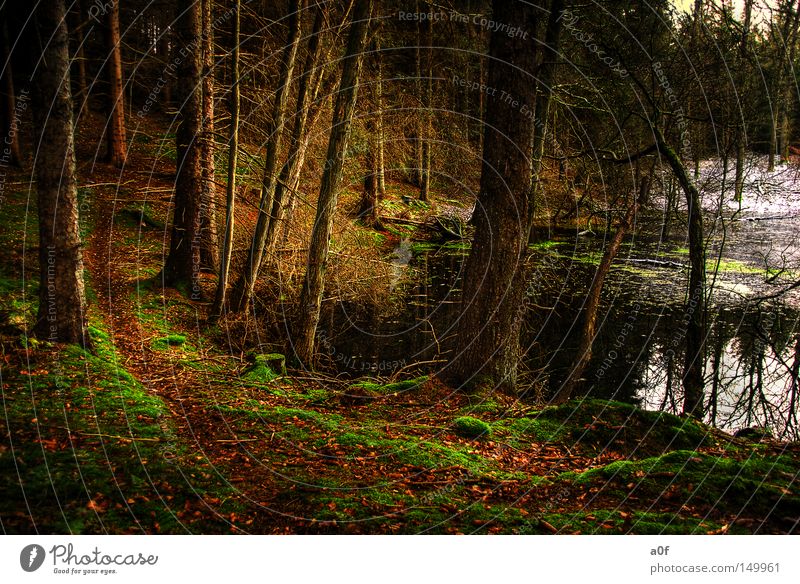 alone Teich ruhig Wald Wege & Pfade Baum dunkel Winter Schnee Vergangenheit unheilbringend Einsamkeit