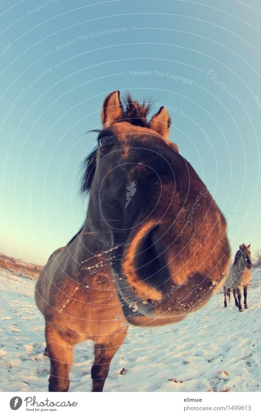 Happy horses (2) Himmel Sonnenlicht Winter Schnee Pferd Wildpferde Küssen Knutschkuller beobachten hören Kommunizieren Blick stehen außergewöhnlich