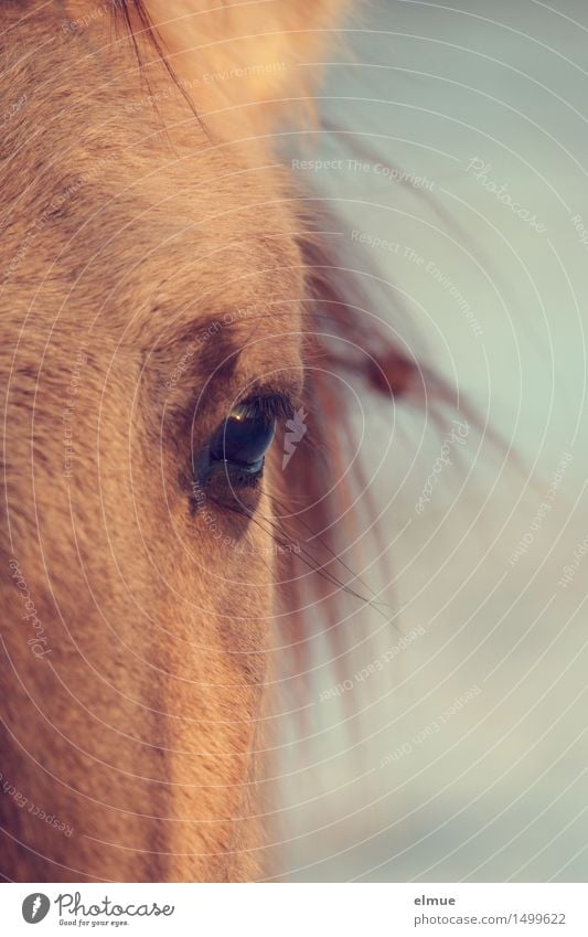 Abendsonne Pferd Wildpferde Auge Pferdeauge Wimpern Zwinkern Intimität beobachten glänzend Kommunizieren leuchten Blick ästhetisch blond elegant nah natürlich