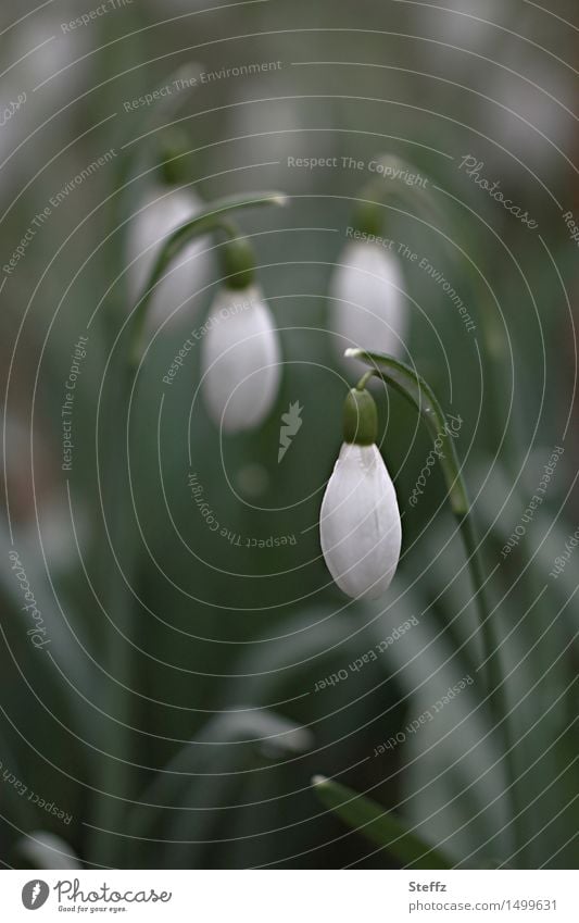 Frühlingserwachen Schneeglöckchen Frühlingsblumen Frühblüher Naturerwachen erste Blumen März Märzblüten Märzblumen zarte Blüten blühende Frühlingsblumen