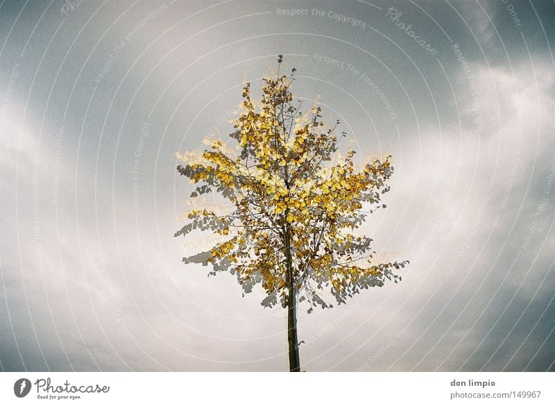 doppeltes Baum Blatt gelb grau Schatten Mitte Natur Wolken Himmel Herbst Ast Doppelbelichtung analog flash