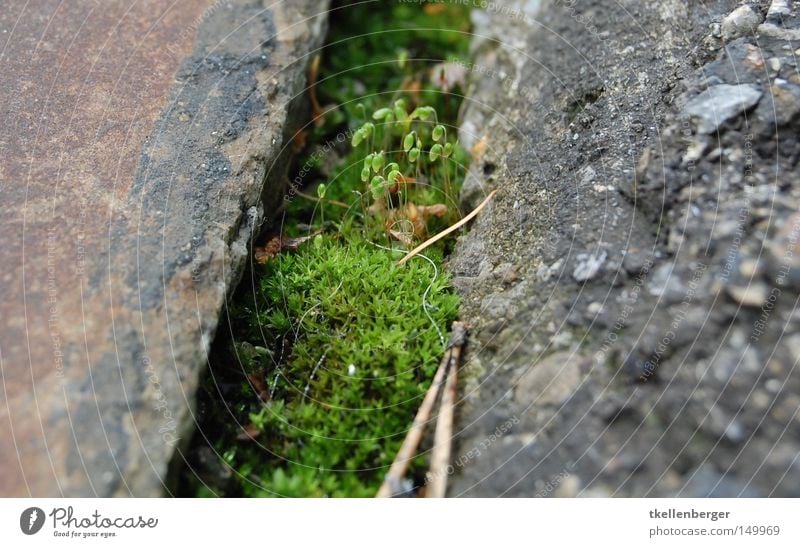 Mit dem Kopf durch den Boden Pflanze Jungpflanze Baumschössling Leitersprosse Wachstum Moos Stein Asphalt Beton Natur Tanne Tannennadel Bodenbelag Erde Tal