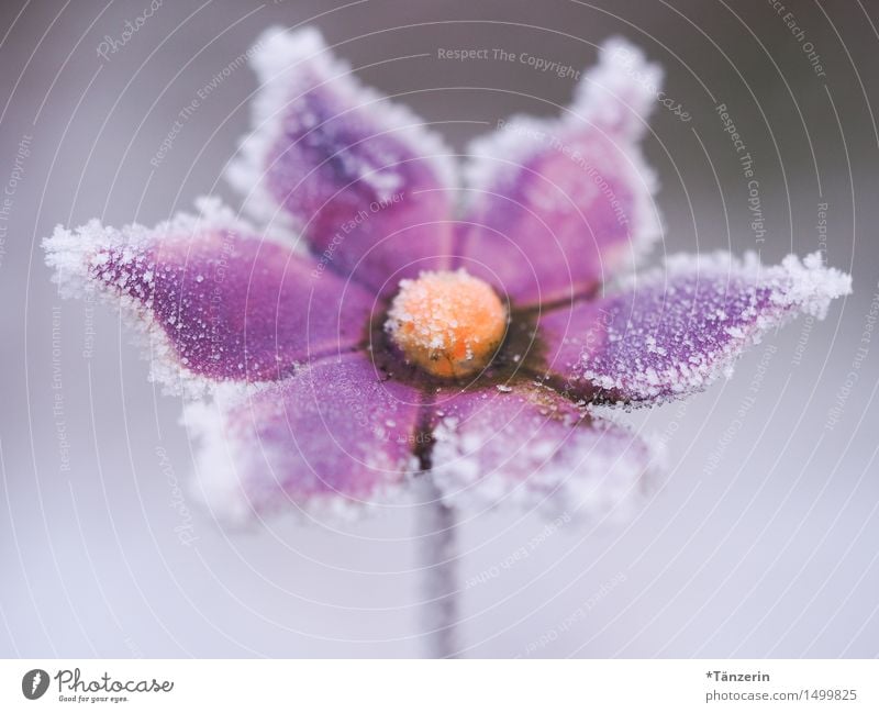 frostig Natur Pflanze Winter Eis Frost Schnee Blume Blüte Garten ästhetisch Fröhlichkeit frisch schön kalt rosa weiß Farbfoto mehrfarbig Außenaufnahme