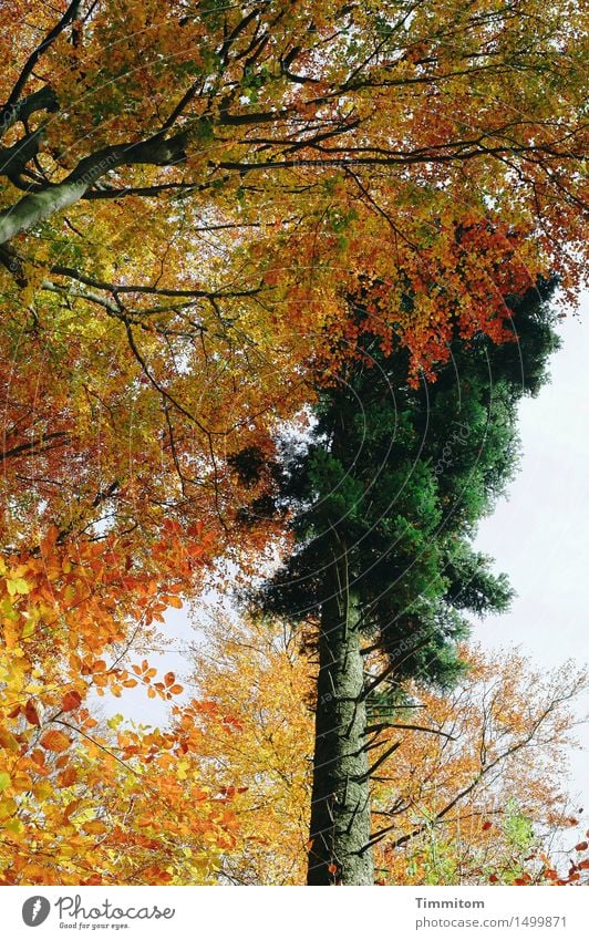 Zeitlupenkampf. Natur Pflanze Herbst Baum Laubbaum Nadelbaum Wald gelb grün orange Herbstfärbung Ast kahl Farbfoto Außenaufnahme Menschenleer Tag