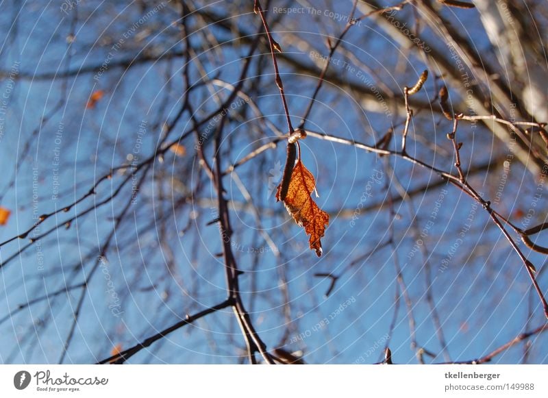 Einsam Blatt Baum Ast Zweig Holz Brennholz heizen Himmel blau rot braun schwer Schwäche Natur Herbst Winter Wolken Trieb Einsamkeit einzeln Hintergrundbild