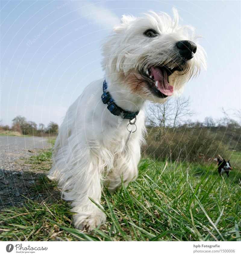 Hund 1 Tier Haustier Nutztier Fell Pfote 2 Lächeln lachen laufen außergewöhnlich blond klug schön weiß Freude Mut Tierliebe Farbfoto Außenaufnahme Menschenleer