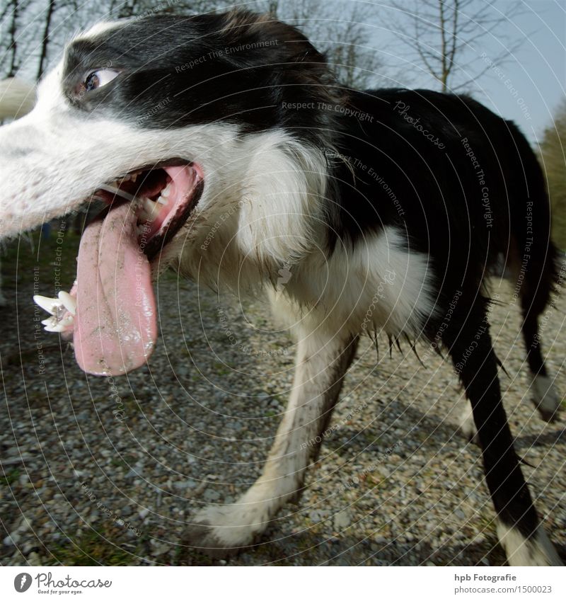 Hund 4 Mund Lippen Zähne Tier Haustier Nutztier Tiergesicht 1 atmen beobachten Denken genießen hängen leuchten außergewöhnlich Coolness dreckig Duft niedlich