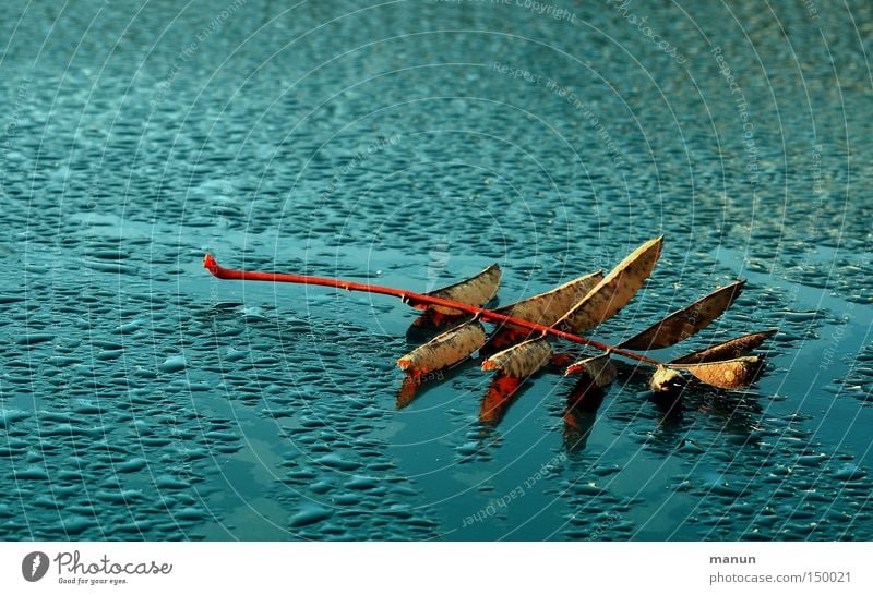 Blätterdach Herbst Blatt KFZ Lack Metall Metallwaren grün Vergänglichkeit herbstlich Natur Technik & Technologie ruhig Wetter Handwerk Verkehr Wassertropfen