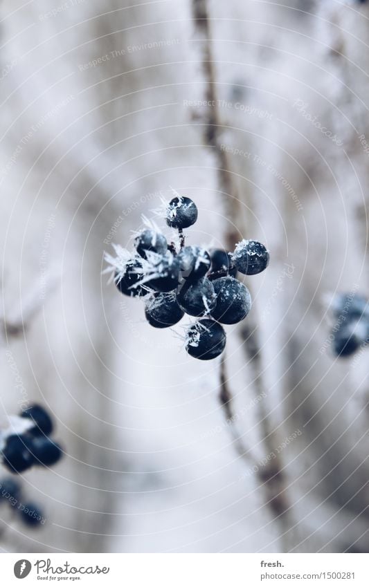 Snow Berry Ferien & Urlaub & Reisen Ausflug wandern Umwelt Natur Pflanze Winter Klima Wetter Schönes Wetter Eis Frost Schnee Schneefall Sträucher Wildpflanze