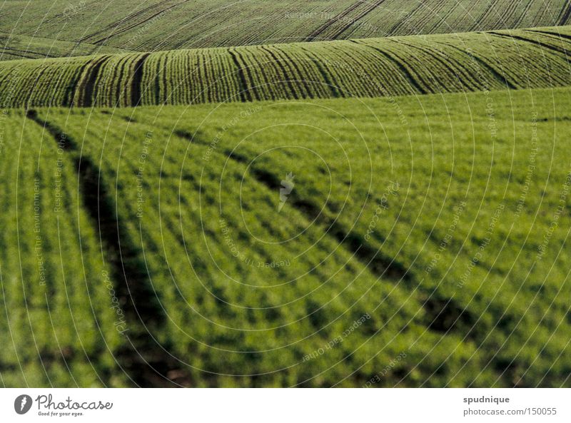 green waves Feld Hügel Wiese Aussaat säen Gras grün Linie Ferne Landleben Pflug pflügen Unschärfe Landschaft Frieden grasnabe grünlich Flucht Amerika landliebe