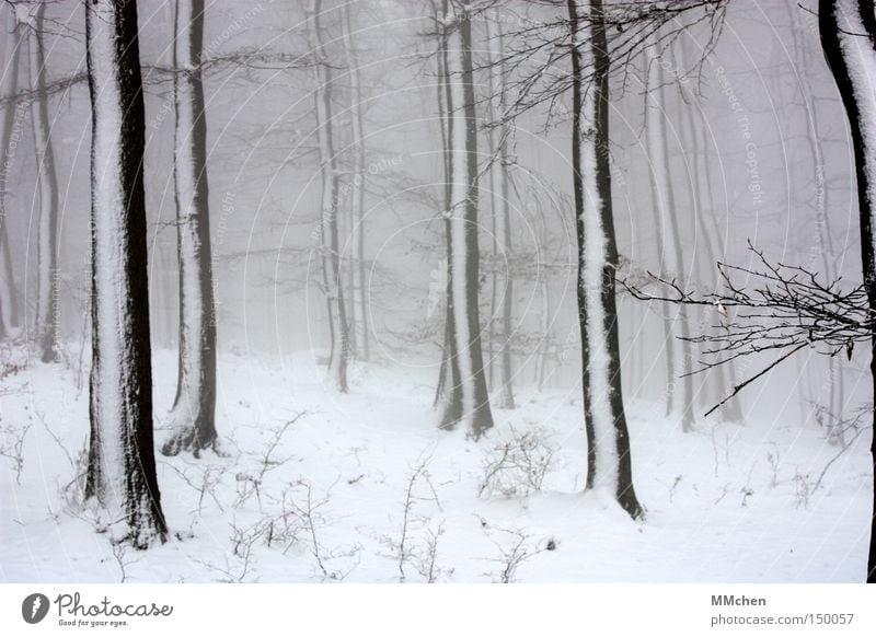 WinterTag Baum Wald Schnee weiß grau Nebel beschlagen schwarz Spaziergang Verhext Märchenwald Holz nass dunkel Eis Eiszeit Klimawandel Perspektive keine Sicht