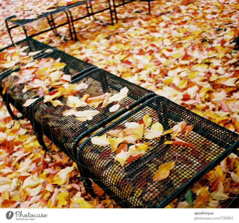 vor dem winter Herbst Blatt herbstlich Jahreszeiten Parkbank dehydrieren Rascheln mehrfarbig Vergänglichkeit Garten Ende fallen Bank Erholung dünn Farbe