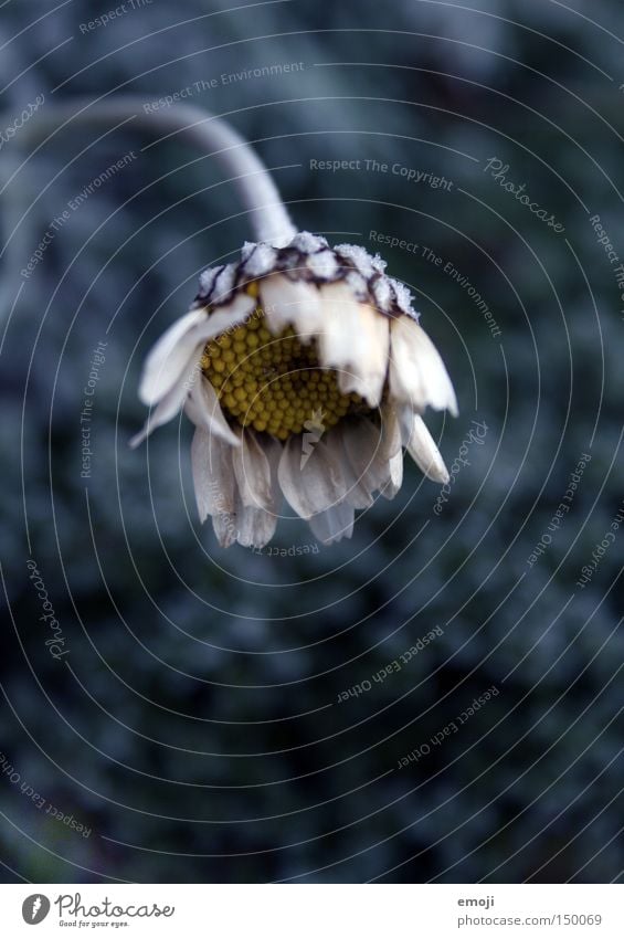 standhalten. Blume blau kalt Pflanze Natur Frost kälteeinbruch margharite Gänseblümchen wintereinbruch verblüht frieren Blütenknospen