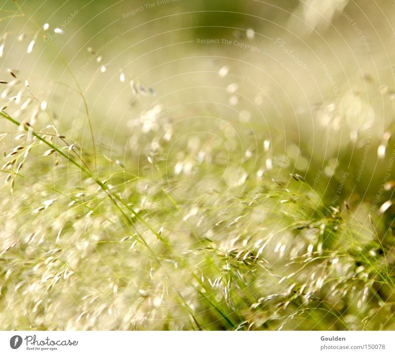 Heuschnupfen Gras Hoffnung Natur grün Sommer Wiese Freizeit & Hobby Wind Zeit träumen Umwelt Gesundheit