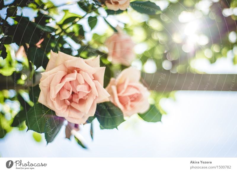 Blumengruß Natur Pflanze Himmel Wolkenloser Himmel Sonne Sommer Schönes Wetter Rose Garten Park Blühend Duft glänzend leuchten Wachstum Kitsch natürlich blau