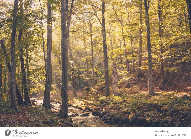 golden light forest Natur Landschaft Pflanze Sonnenlicht Frühling Sommer Baum Moos Wald Bach Lebensfreude Kraft Gesundheit Zufriedenheit Glück Idylle Umwelt