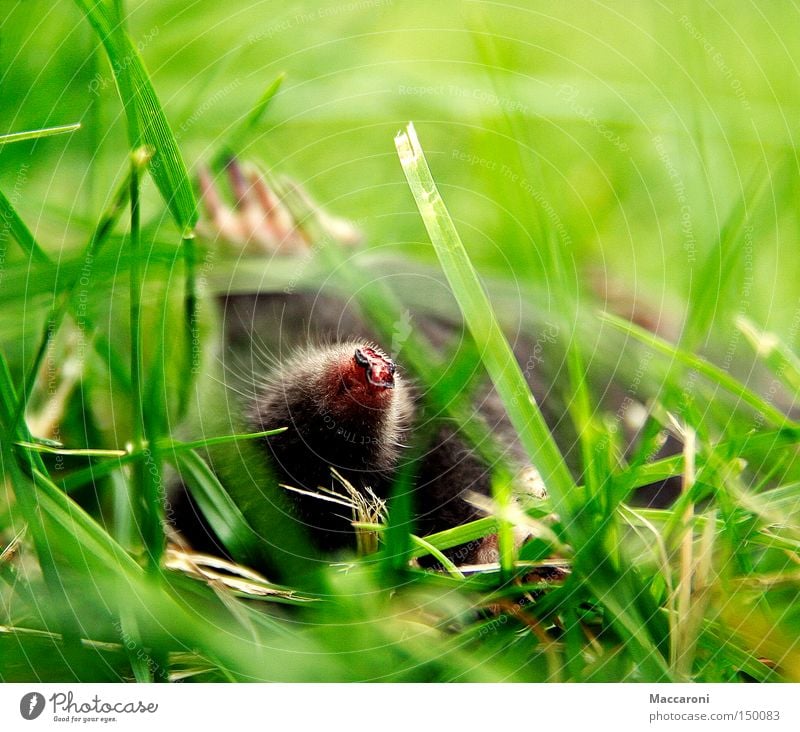 Erschlagen vom Update Garten Tier Erde Gras Grünpflanze Wiese Wildtier Tiergesicht Fell Krallen Pfote 1 Jagd liegen schlafen grün Trauer Tod Umwelt Maulwurf