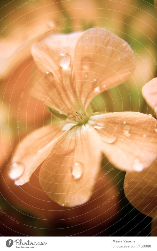 Ein bisschen Sommer Blume Blüte nass Regen Tau frisch Wachstum gedeihen Wasser Wassertropfen gießen