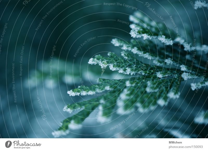 EisZeit kalt Zweig Schnee Frost Winter frieren