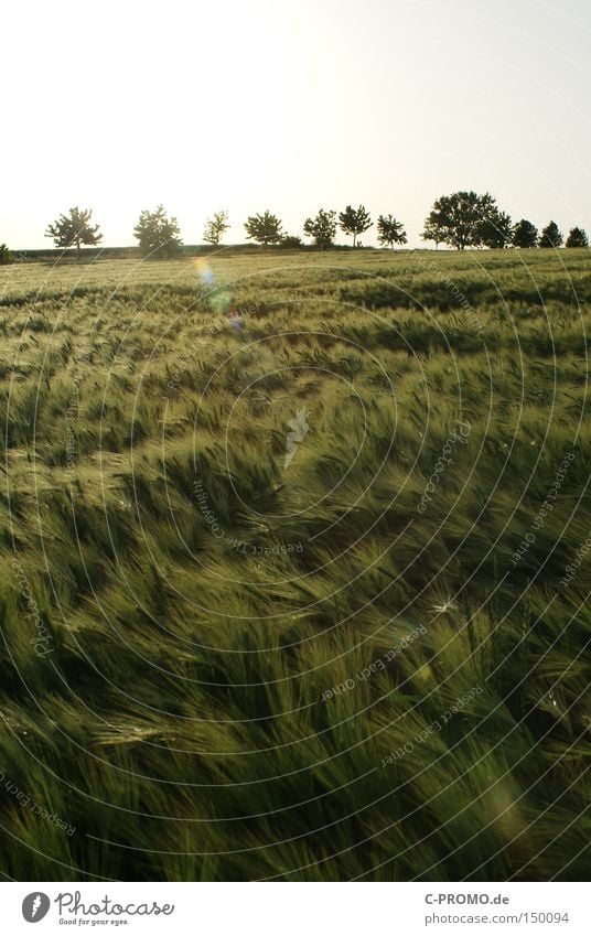 Erntereif Getreide Feld Landwirtschaft Baum Gegenlicht Ähren Wind Ferne Freiheit Natur Frühling